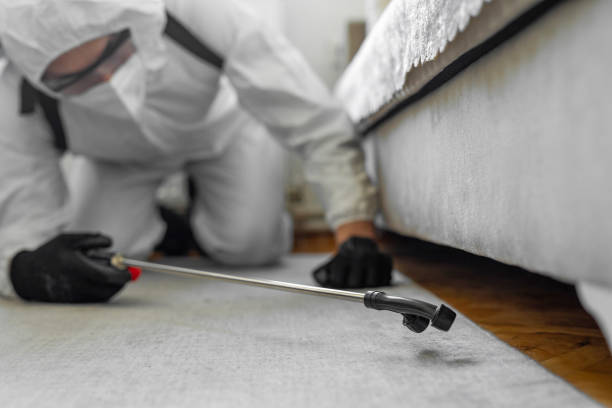 Professional Bed Bug Control technician working in Falmouth, KY